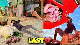 Hum Or Parinday Is No More | The End 😅