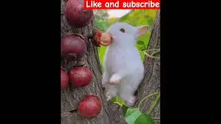 Eaty Rabbi #pets #animals #animalvideos #baby #rabbit rabbi#viral #trending trendin