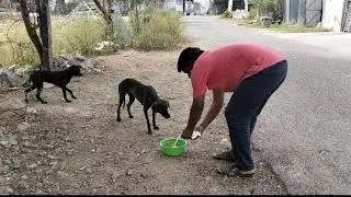 Street mother and baby dog milk Feeding # @Thangamgold-f7u   # Save animals#food#dog video