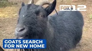 Belmont Goats search for new, and final, space to graze
