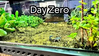 I Built a Kalahari Desert Bioactive Vivarium
