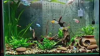 My Planted Aquarium - Pure Bliss!! #aquascaping #fishtank #tetras#goramis #realplants #aquariumhobby