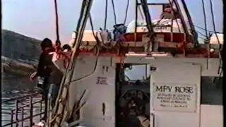 Povah's pirates 1 the sting