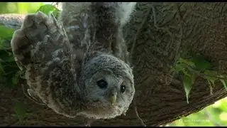 エゾフクロウ物語⑧　Episode⑧　Ural Owl