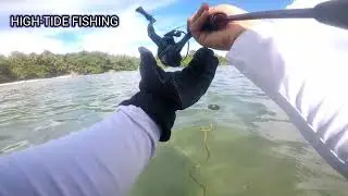 Fish on! (Needlefish & Silver Perch) 🎣