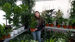 Full Day of Plant Shopping  2020