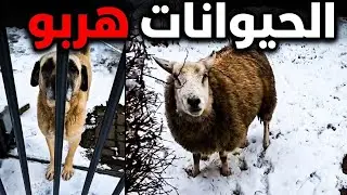 جيجي وباموك هربو، داروليا الروينة 