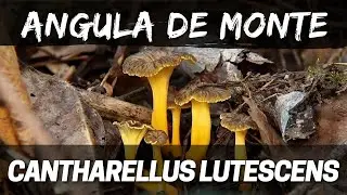 Trompeta amarilla, Angula de monte, Camagroc o Cantharellus lutescens