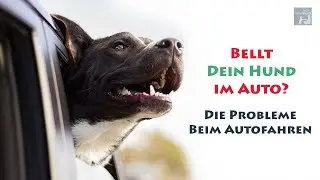 BELLT DEIN HUND IM AUTO? Die Probleme beim Autofahren...