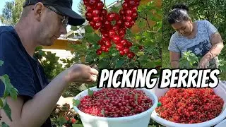 RED AND BLACK CURRANTS IN OUR GARDEN | THE LINDEMANS