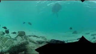 Dumb as a fish - Fish sounds in the Maldives - 360 Video