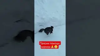 #89066841564 #помощькормом#cat #лечениемкб#