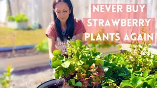 How to Divide and Transplant Strawberry Plants: Step-by-Step Guide #gardentips