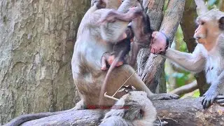 Recently Video by fact source Brighten is show act to kiddnap adorable baby | BBC Natural Animals