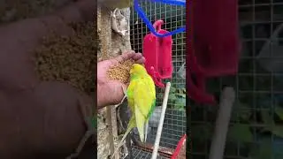 Budgies having fun