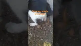 cara mengatasi anak kucing  mencret #cat #kitten