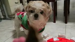 Fuji's New IQ Dog Toy: Dog Smart - Nina Ottosson