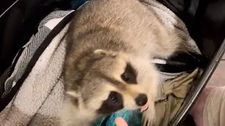 Kevin the raccoon hide and seek. #follow #raccoon #foryou #fyp #raccoon #love #trending #share #cute
