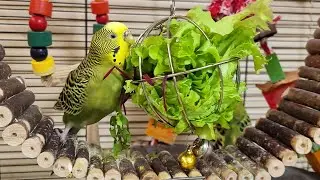 Budgies party sounds for pet birds | Play this video on loop while away | Video for cats to watch