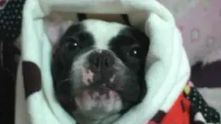French Bull Dog Apple is Freezing