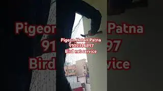 Bird net service near me Patna, Bihar, India service all india working