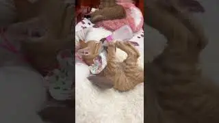 Funniest Cats and Dogs Videos 😼🐶 Try Not To Laugh 😜 Part (23)