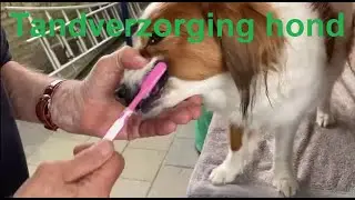 Tandverzorging hond
