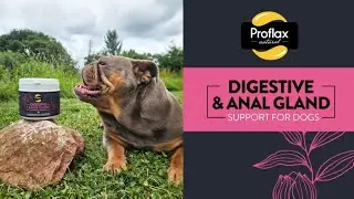 PROFLAX Digestive & Anal Gland Support Powder for Dogs