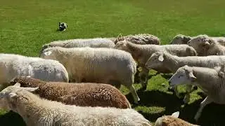 Herding Dogs: Kelpie helps break in a McNabb