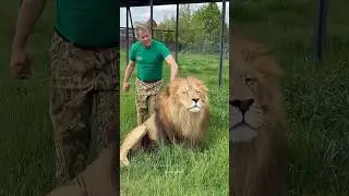 Lions Respect This Man 😍