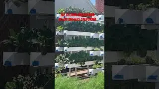 #shorts  Farm House In Los Angeles Calif. USA 🇺🇸 | The DEGNAN Microfarm | Helping the Community