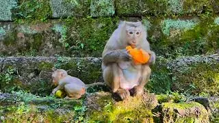 Luna and baby are eating mango. #Cute monkey #Monkey #Smart Monkey