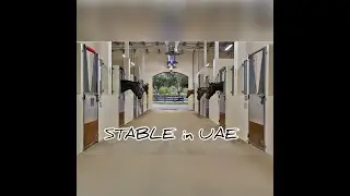 Stable In Uae 🇦🇪🇦🇪