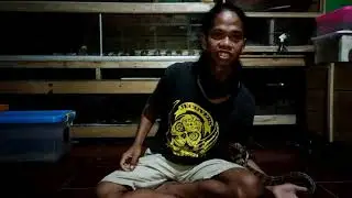 Review Ular Jali(Ptyas mocosus)