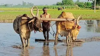 Western Bullock's Ploughing Video | Bullock Cart Video | Tamizhar Boomi