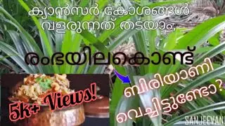 രംഭ/ബിരിയാണി കൈത/PANDAN PLANT||Biriyani Kaitha||മലയാള വിവരണം||SANJEEVANI