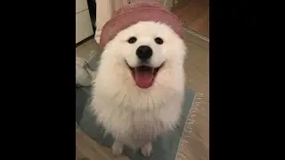 cute animals for when you are feeling down