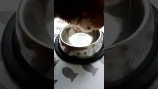 licks his bowl clean🤣pls like and sub