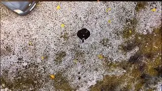 DJI NEO Rocket mode.Dji app edit 