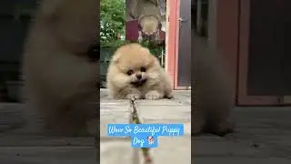 Wow So Cute Baby Puppy Dog Video 📸 #petsrule #funnydog #dog #cute #shorts