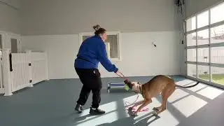 Souki- Working on leave it, leash walking, come, place, sit, down, gentle, and look