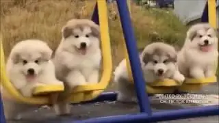 Funny Cats And Dogs Compilation 2017 || FunnyVines