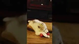 Husky puppy chewing on rubber toy