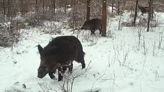 ZIMOWY LAS I JEGO MIESZKAŃCY 