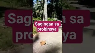 sagingan sa probinsya #highlight #shorts