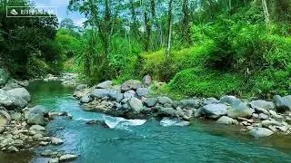 River Sounds for Sleeping Therapy | Natural Water Flow to Reduce Stress and Anxiety