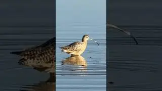 #birds #nature #wildlife #birdwatching #curlew #longbilledcurlew #birdsbathing #seagulls #thelake
