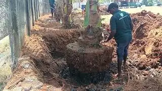 Coconut Tree Transplantation in Kerala | Tree Relocation Expert | Best Plant Nursery in Kerala India