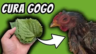 BASTAM 6 FOLHAS E ADEUS DOENÇAS! GOGO, CORIZA E RONQUEIRA! 