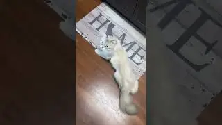 Funny and Cute Cats #shorts #viral #shortsvideos (woodworking art skills)